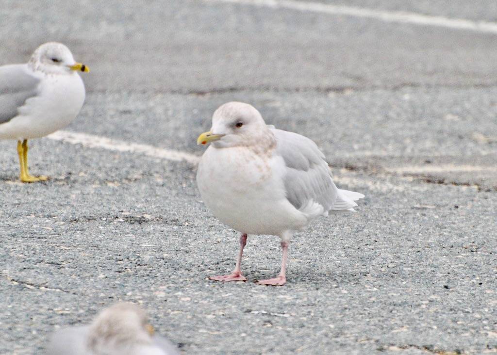 Iceland Gull - Craigville Beach by crosson_p is licensed under CC BY-NC-SA 2.0.